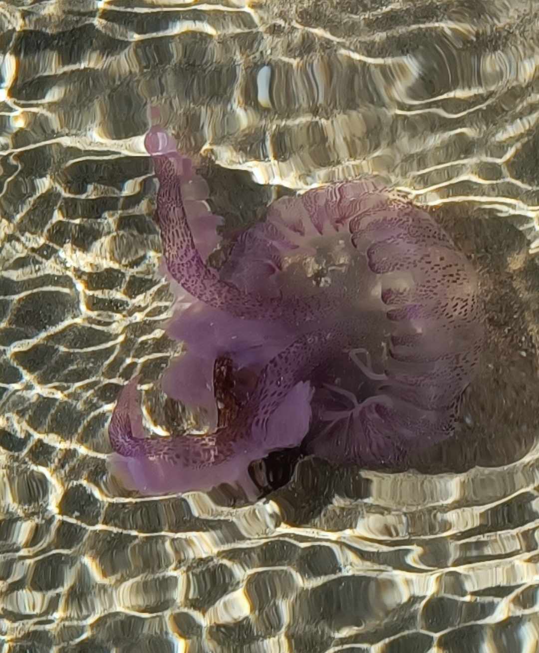 Pelagia noctiluca meduza morska mjesečina